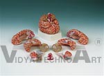 Brain Model with Arteries, 9 part